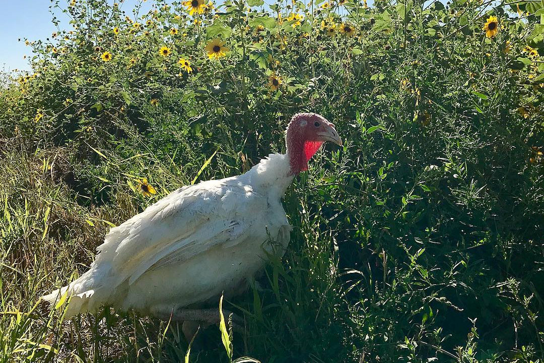 Pasture raised turkey in field with flowers