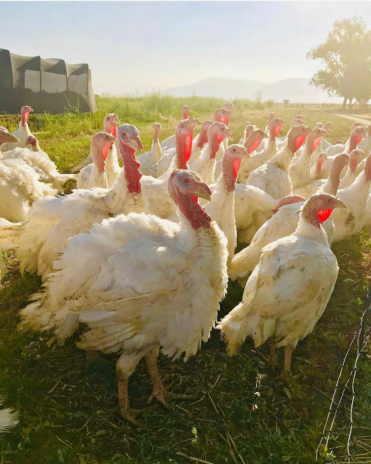 Whole Turkeys