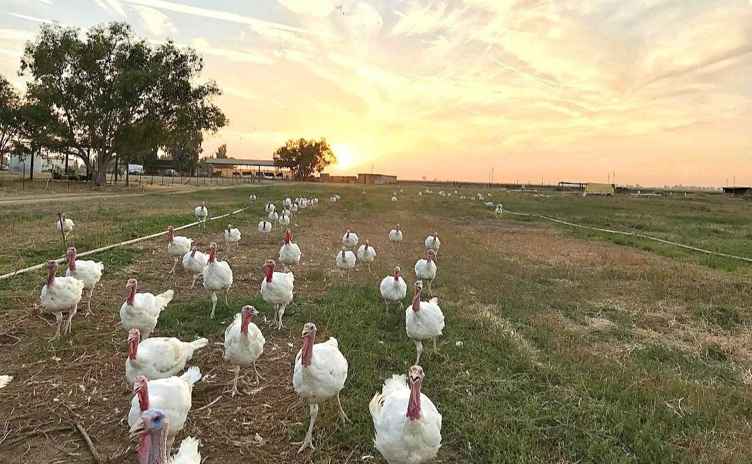 Whole Turkeys